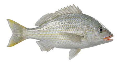 Smallmouth Grunt
