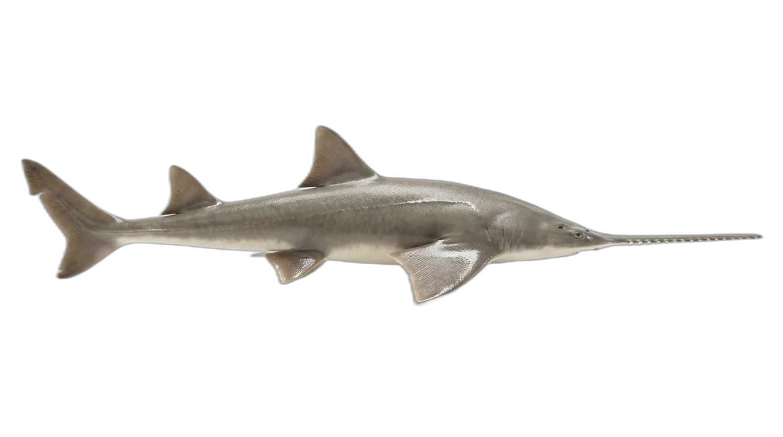 Smalltooth Sawfish