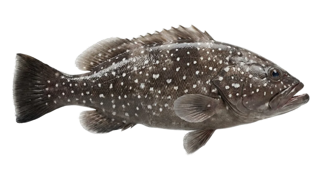 Snowy Grouper