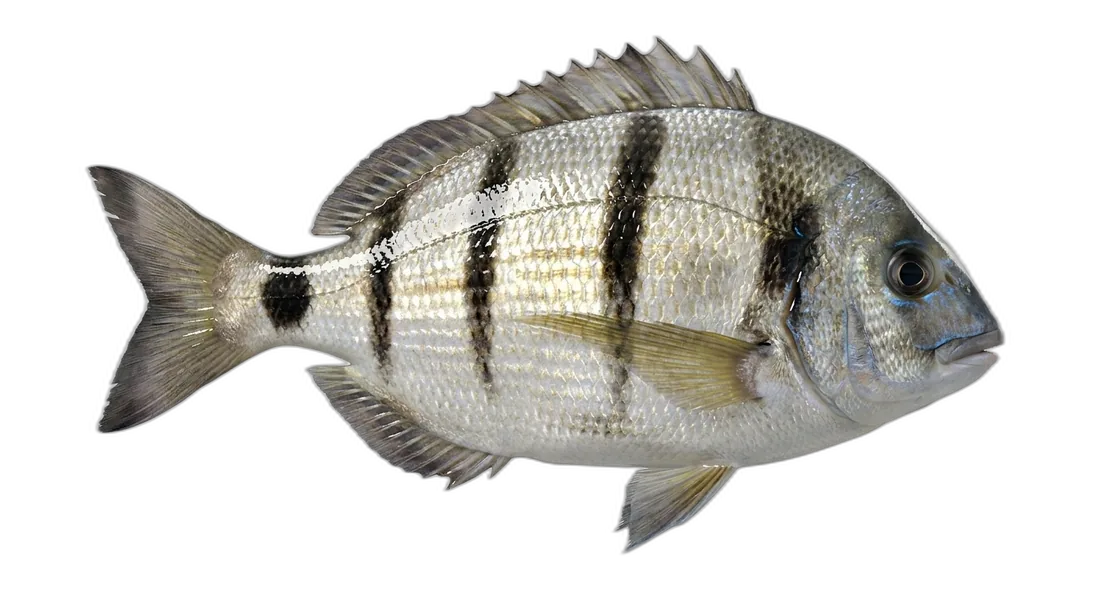 South American Silver Porgy