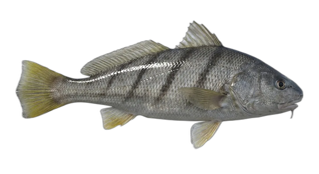 Southern Kingfish