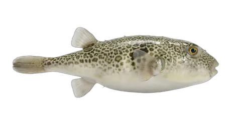 Southern Puffer