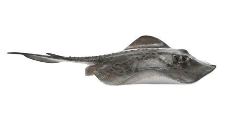 Southern Stingray