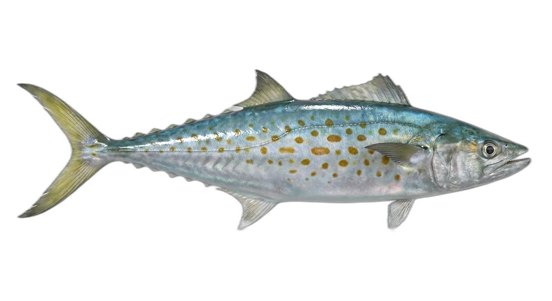 Spanish Mackerel