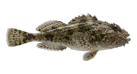 Spinyhead Sculpin