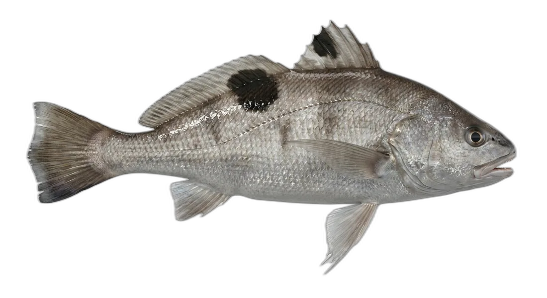 Spotfin Croaker