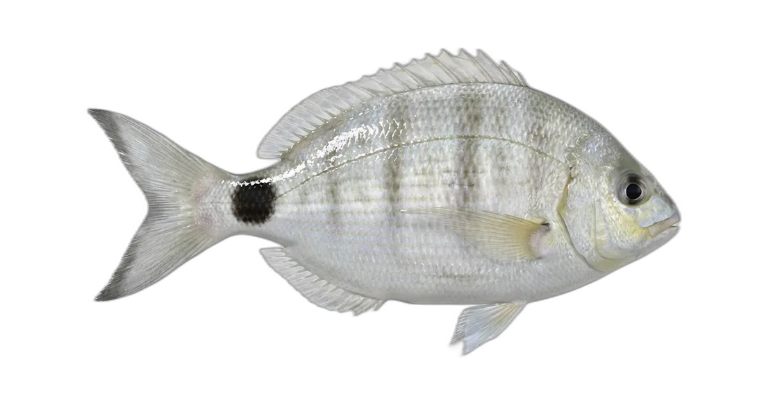Spottail Pinfish