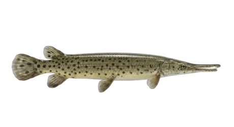 Spotted Gar