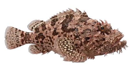 Spotted Scorpionfish