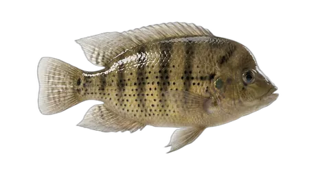 Spotted Tilapia