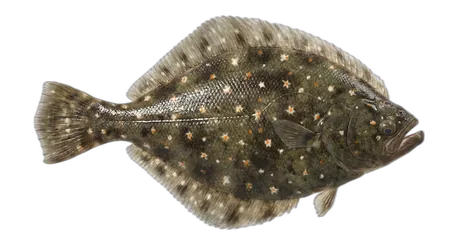 Starry Flounder