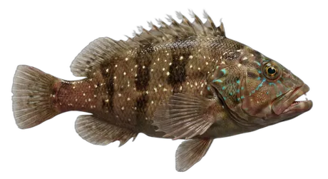 Stocky Hawkfish