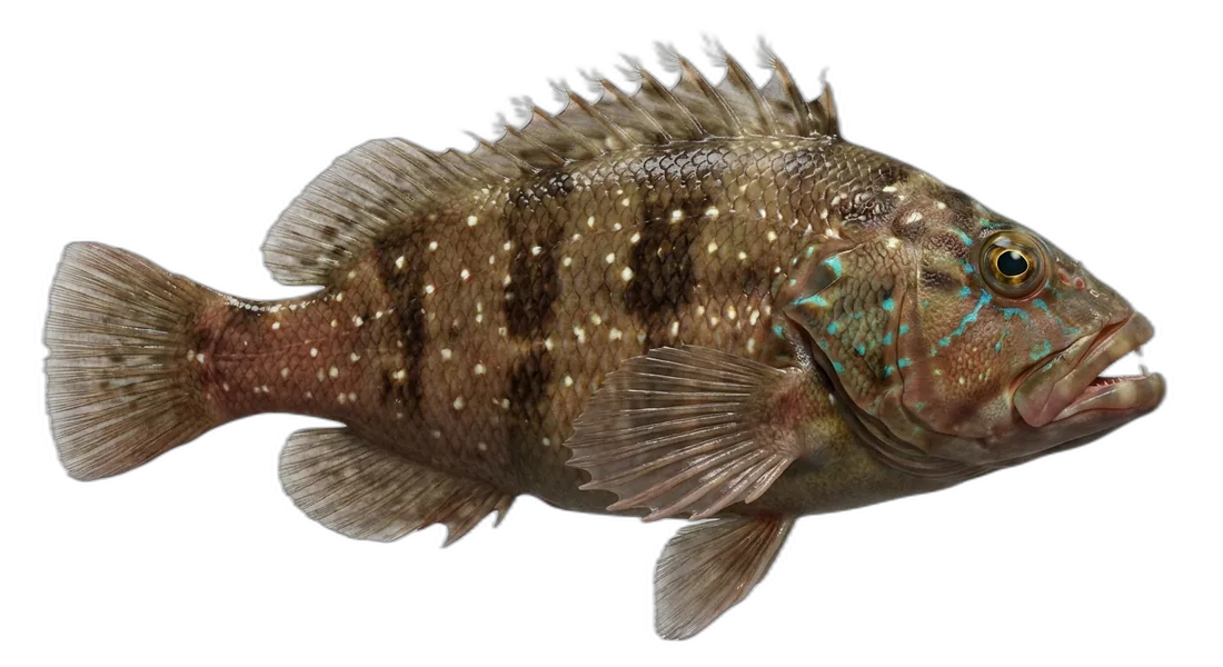 Stocky Hawkfish