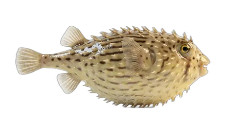 Striped Burrfish