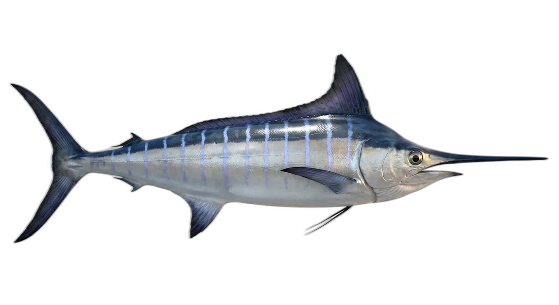 Striped Marlin