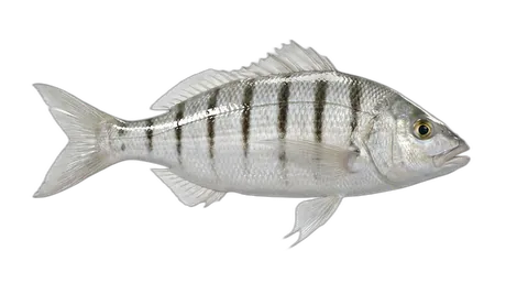Striped Mojarra