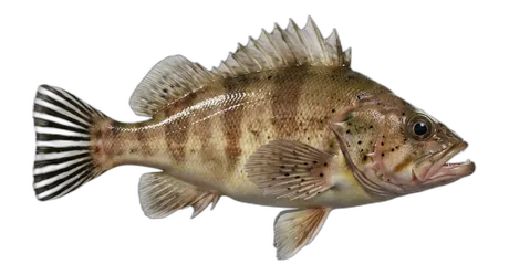 Stripetail Rockfish