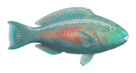 Surf Parrotfish