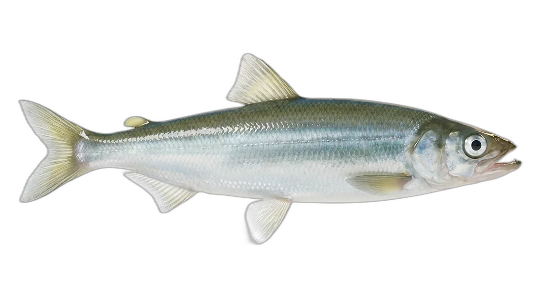 Surf Smelt