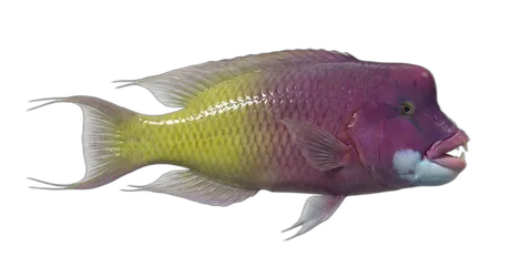 Surge Wrasse