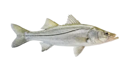 Tarpon Snook