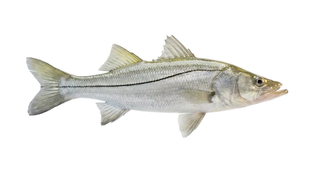 Tarpon Snook