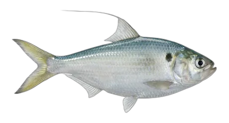 Threadfin Shad