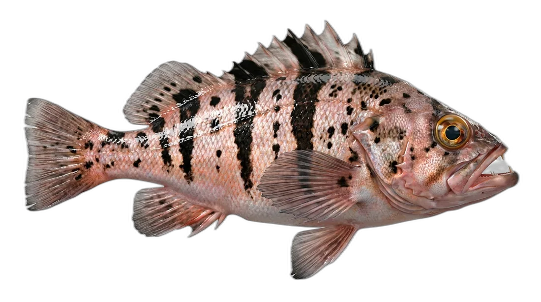 Tiger Rockfish