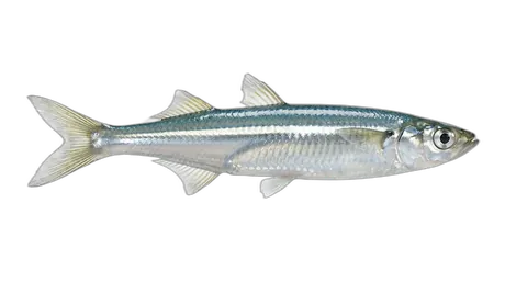 Topsmelt Silverside