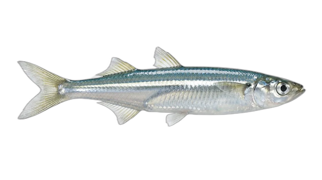 Topsmelt Silverside
