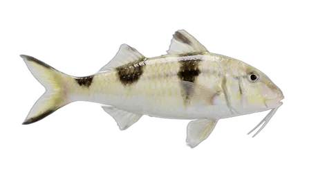 Twosaddle Goatfish