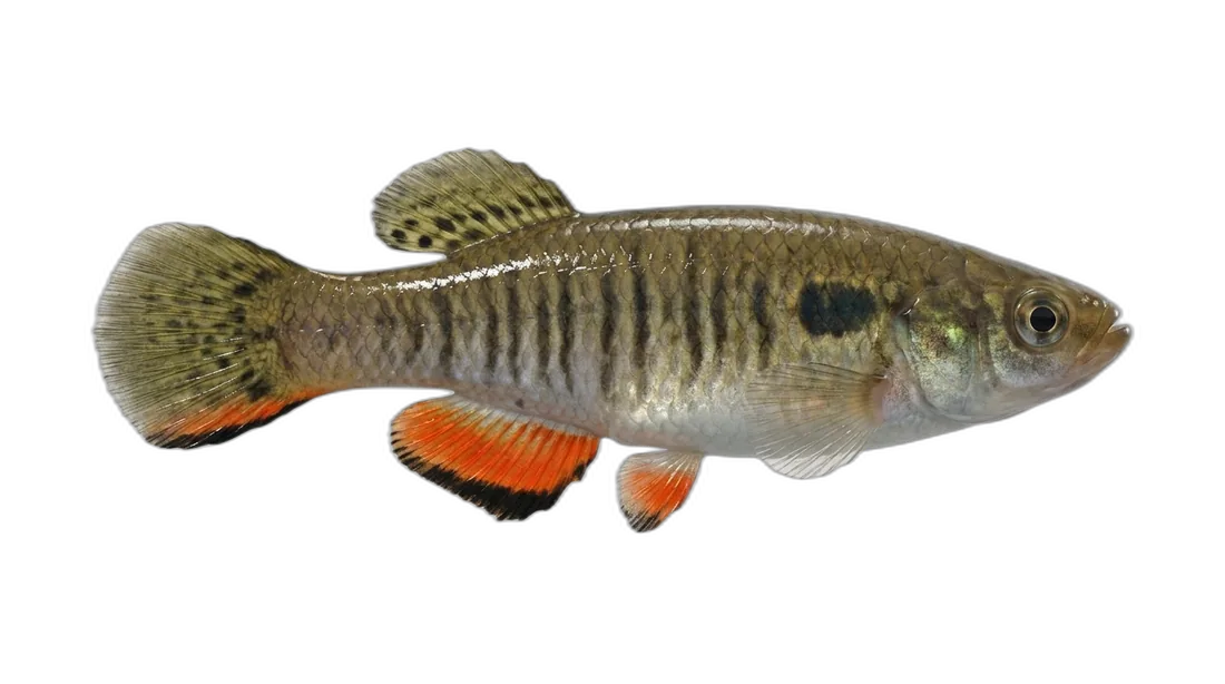 Waccamaw Killifish