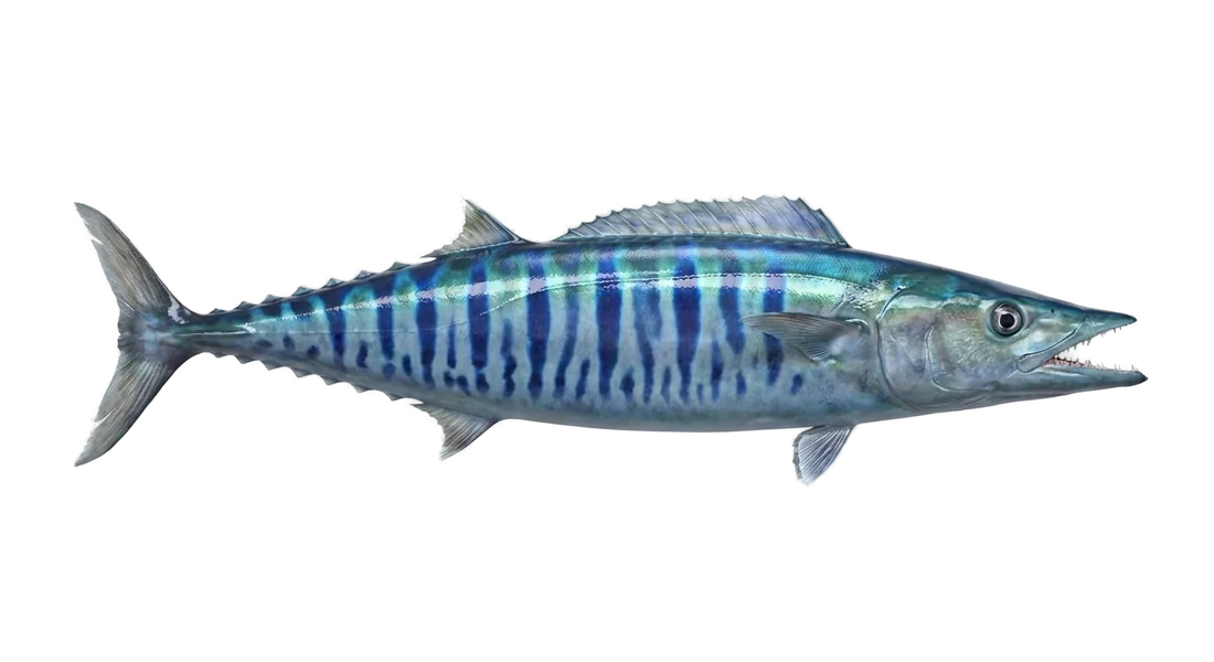 Wahoo