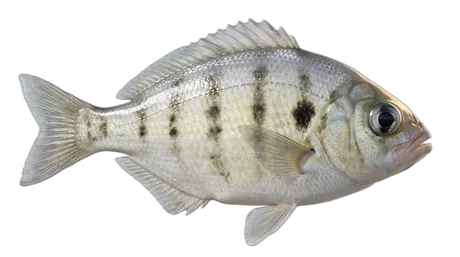 Walleye Surfperch