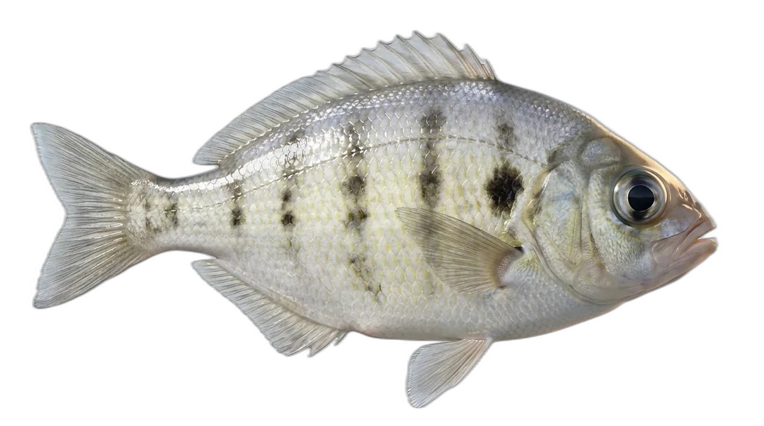 Walleye Surfperch
