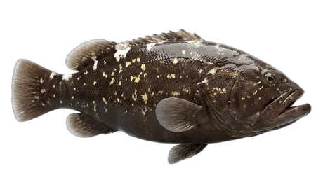 Warsaw Grouper