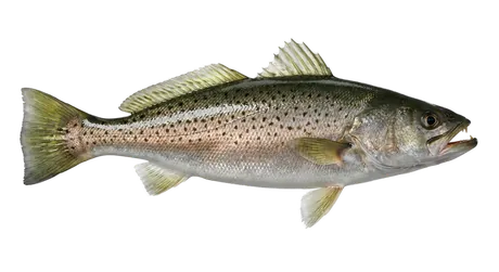 Weakfish