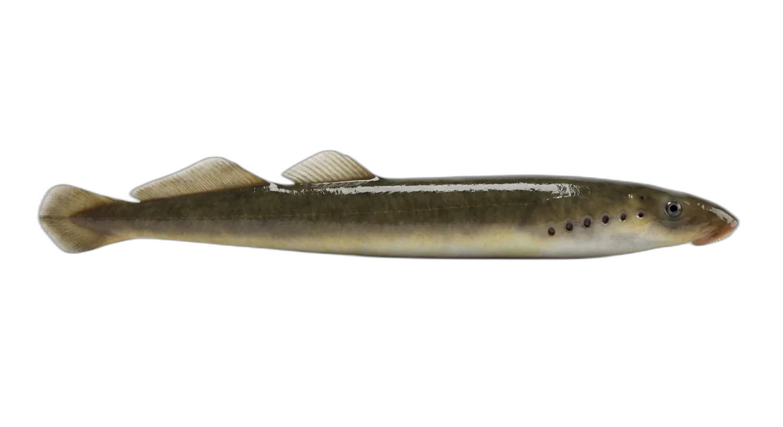 Western Brook Lamprey