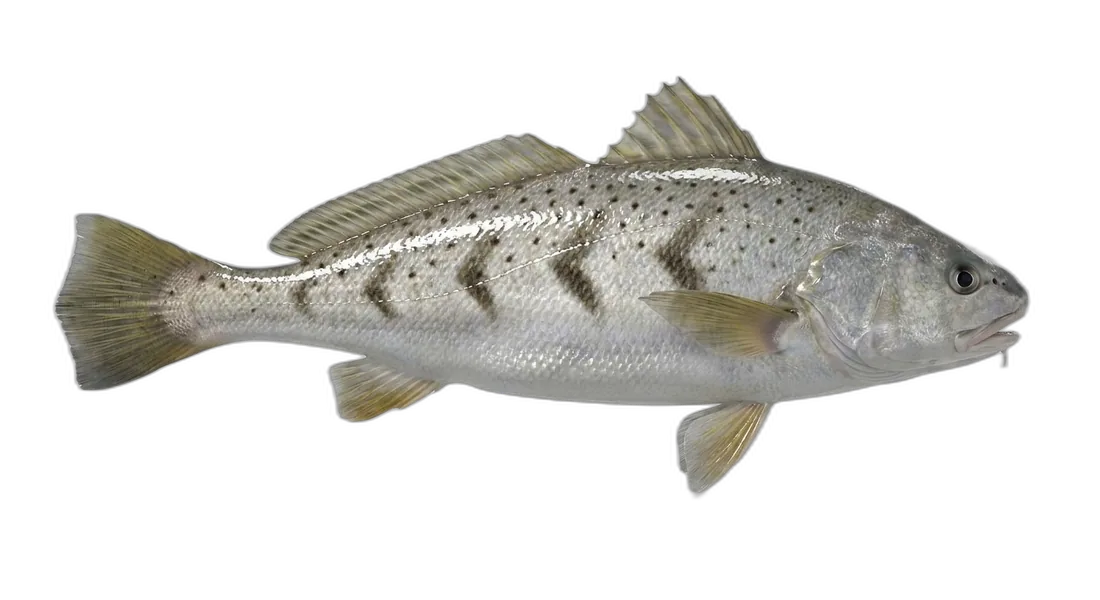 White Croaker