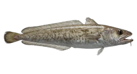 White Hake