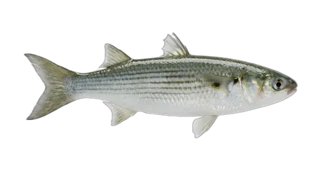 White Mullet