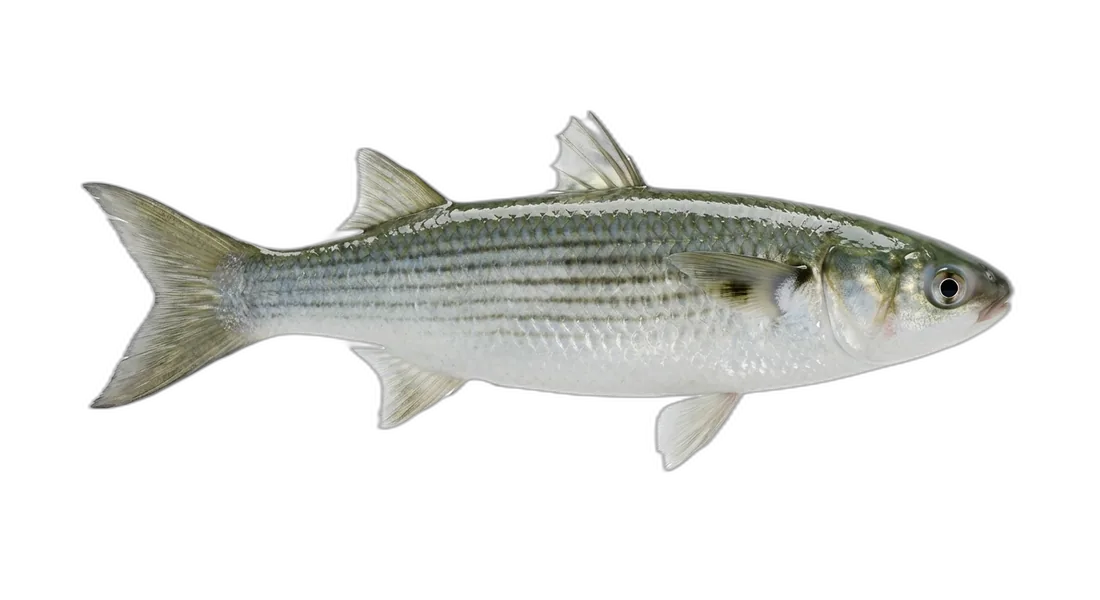 White Mullet