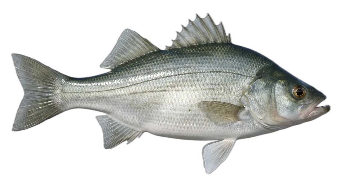 White Perch