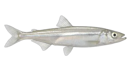 Whitebait Smelt