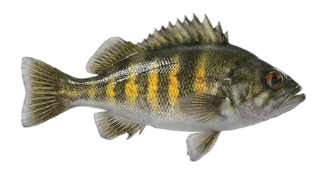Widow Rockfish