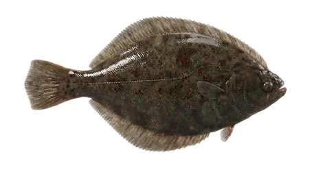 Winter Flounder