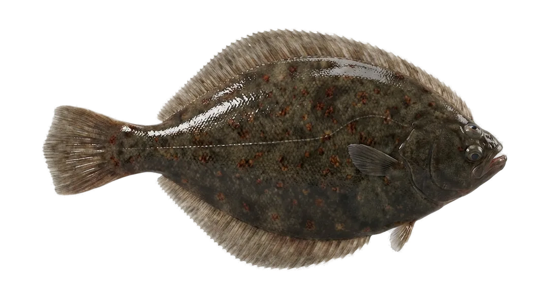 Winter Flounder