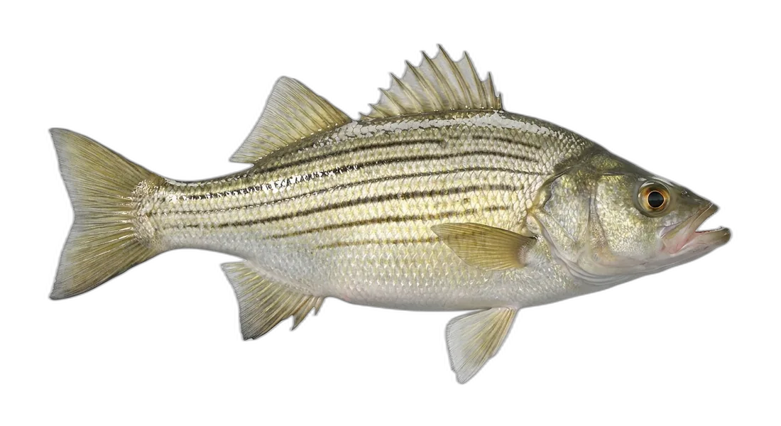 Yellow Bass