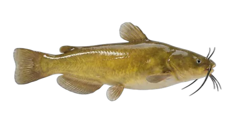 Yellow Bullhead