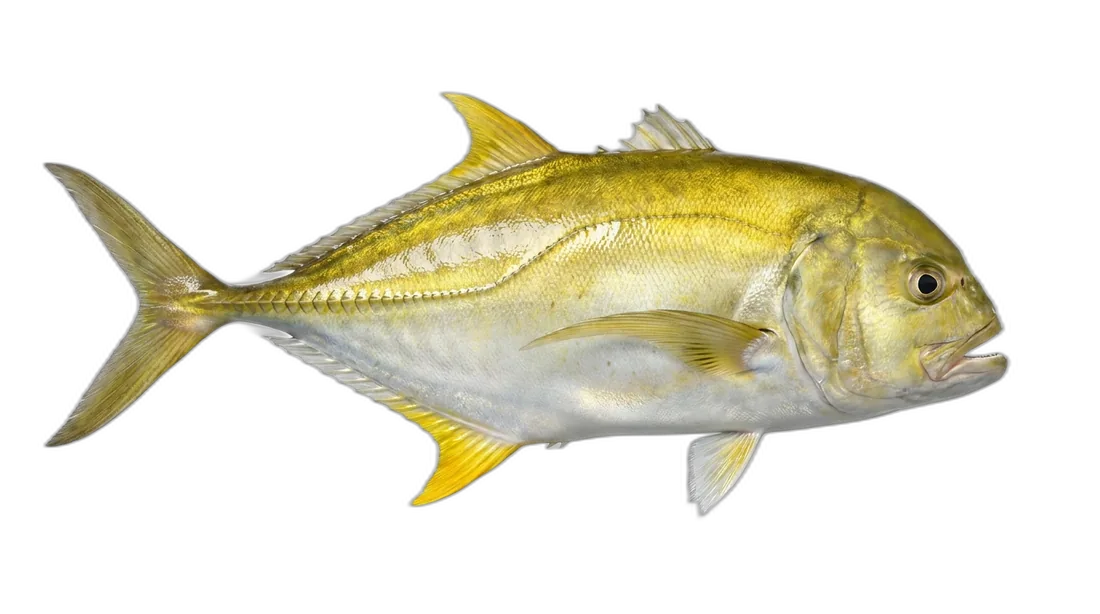 Yellow Jack